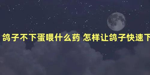 鸽子不下蛋喂什么药 怎样让鸽子快速下蛋